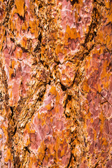 Close up of pine tree bark