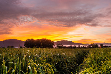 landscape Paddy rice field with sky in Twilight time