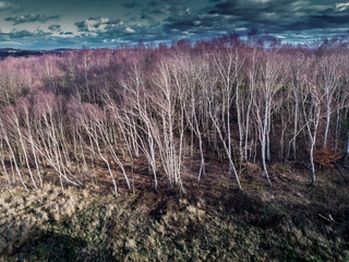 Aerial View of silver Birch Trees in Winter