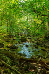 Vattendrag genom naturreservat