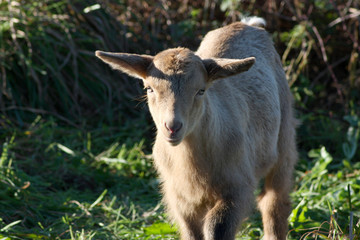 Fototapeta premium White baby goat looking at the photocamera.
