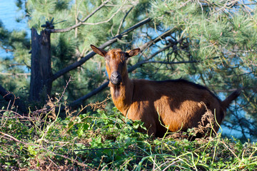 red goat on green meadow looks into the camera