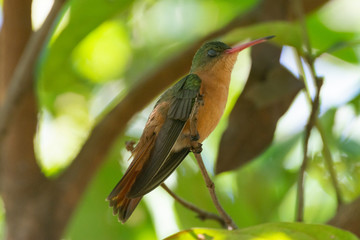 colibrí © alfredo914