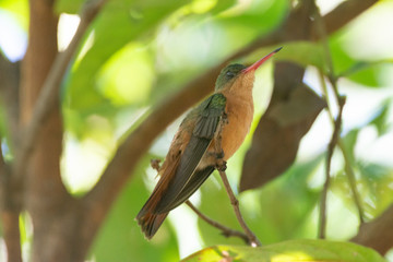 colibrí © alfredo914