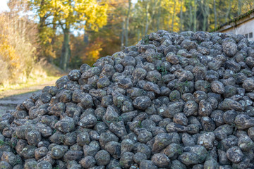 Hög med skördade sockerbetor