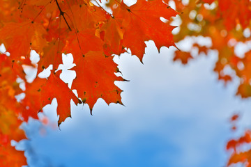 Looking up beautiful fall foliage against blue sky at Woodstock Vermont USA.