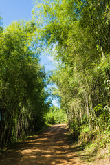 Path to bamboo forest , Walkway