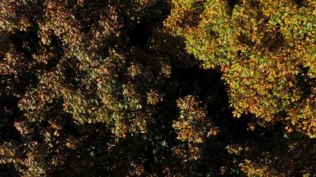 Bird-eye view fling pan of autumn tree top