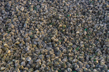 Focus view background wallpaper group of sugar beets. Heap of sugars beets on the ground.