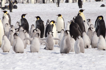 A large group of emperor penguin chicks at Snow Hill, Antarctica