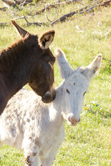 Fototapeta premium Wild Mules and Donkeys in a herd, just waking up in the morning