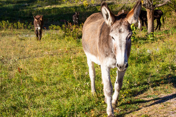 Naklejka na ściany i meble Wild Mules and Donkeys in a herd, just waking up in the morning