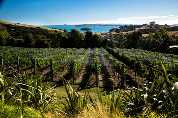 Waiheke Island vineyard near Auckland, New Zealand.