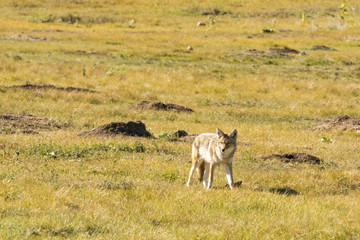 Coyote looking for a meal