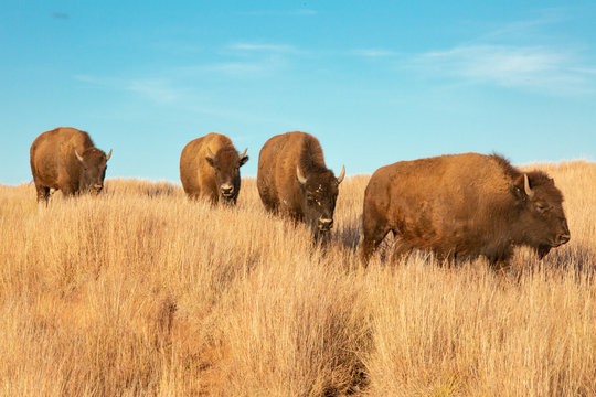 Bison of South Dakota