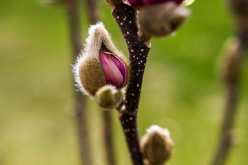 Closeup of a Pink Bud on a Magnolia Bush