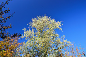 Korony drzew z jasnymi i ciemnymi liśćmi na tle błękitnego nieba. © W Korczewski