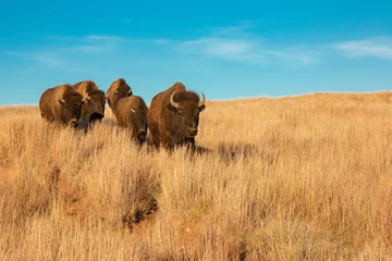 Fototapeten Bison von South Dakota © Nicki