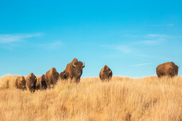 Bison of South Dakota © Nicki