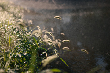 Backlit grass hanging over small pond surface in rainy day