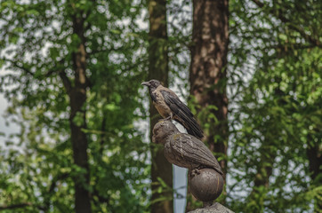bird crow in urban conditions on the stone owl of the tombstone