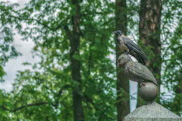 bird crow in urban conditions on the stone owl of the tombstone