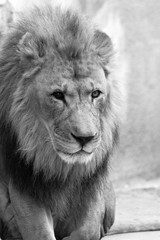 lion la zoo