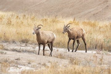 A herd of Big Horn Sheep 