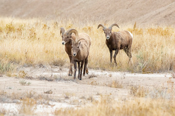 A herd of Big Horn Sheep 