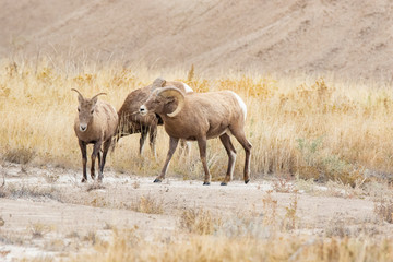 A herd of Big Horn Sheep 