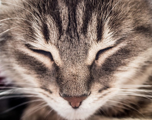 Close up of a sleeping cats face.