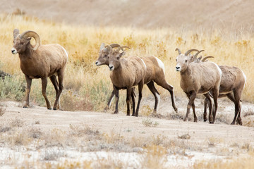 A herd of Big Horn Sheep 