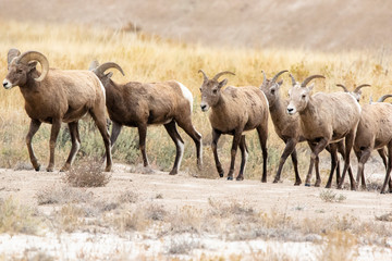 Obraz na płótnie Canvas A herd of Big Horn Sheep 