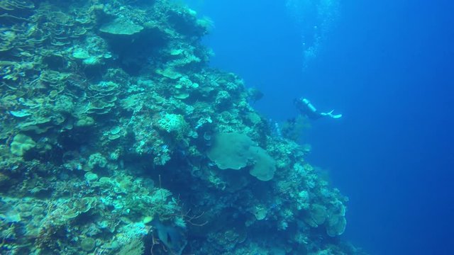 Scuba divers explore coral reef 