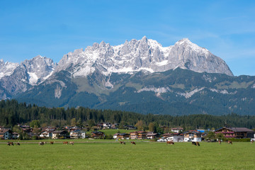 Cows grazing on alpine meadow with the Alps mountains in the background, Austria. Typical Austrian village