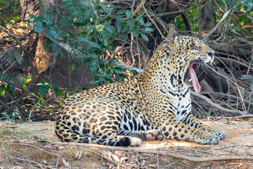 Fototapeta na wymiar Jaguar Yawning after a long night
