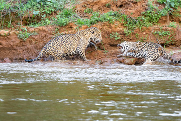 Fototapeta na wymiar Male and Female Jaguars fighting because the male accidentally fell off of the river bank and landed on the female, waking her up from a nap. She was enraged., but then she showed the submissive sign