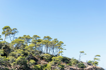 Seacoast in summer of the island of Porquerolles