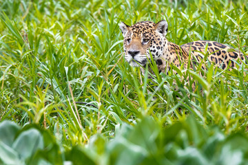 Jaguar Watching People