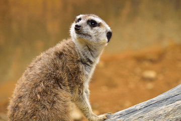 ミーアキャット