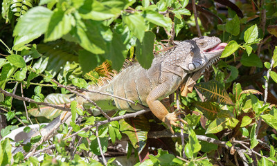 iguana