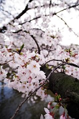 Scientific name is Cerasus ×yedoensis (Matsum.) Masam. & Suzuki ‘Somei-yoshino. 