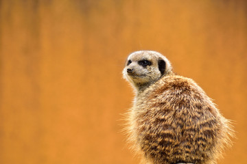 ミーアキャット