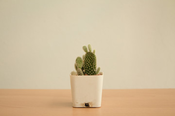 White pot of cactus on table,minimal.
