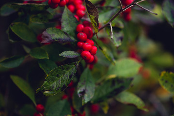 Obraz premium red winterberries. holiday card. 