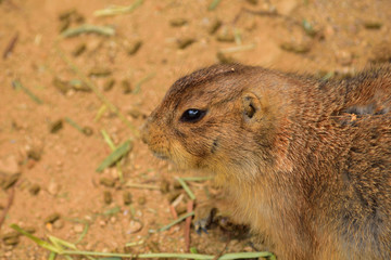 プレーリードッグ