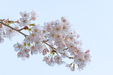 Isolated full blooming of Cherry blossom in spring season, Japan.