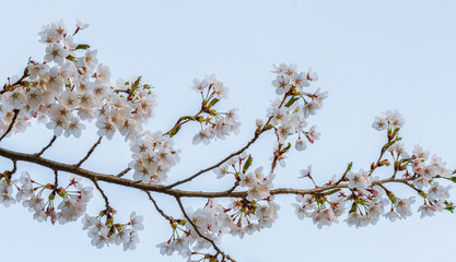 Isolated full blooming of Cherry blossom in spring season, Japan.