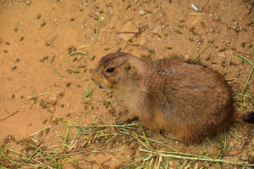 プレーリードッグ