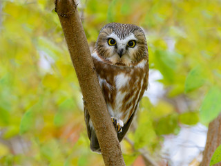 Northern Saw-whet Owl Portrait in Fall